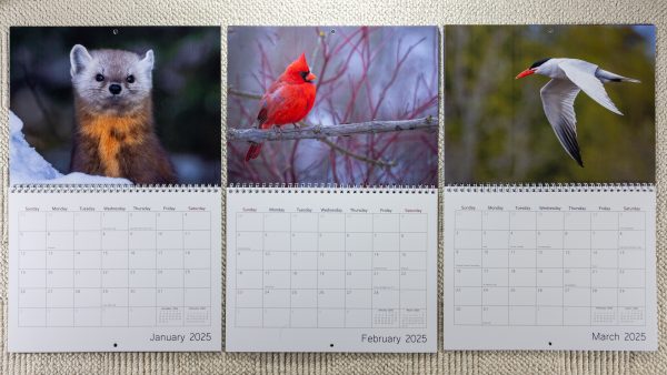2025 Wildlife Wall Calendar - Image 3
