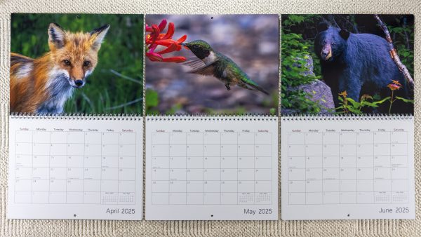 2025 Wildlife Wall Calendar - Image 4