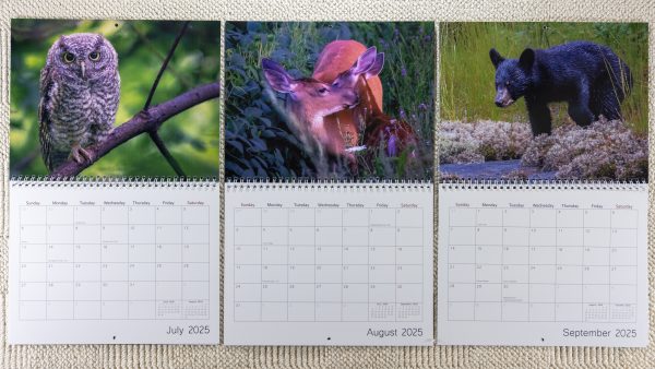 2025 Wildlife Wall Calendar - Image 5