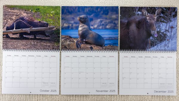 2025 Wildlife Wall Calendar - Image 6